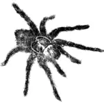 Tarantula vector illustration