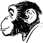 הראש של קוף