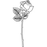 زهرة الوردية صورة ظلية