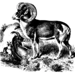 Männliche Schafe mit kleinen