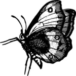 Motyl w locie