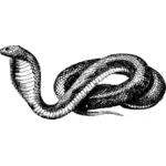 Cobra wektor rysunek