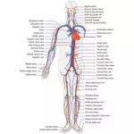 Sistema circulatório humano