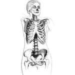 Скелет женского тела