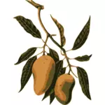Ramură de fructe mango