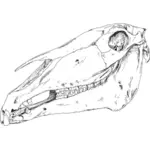 Ilustração de vetor de crânio de cavalo