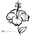פרח היביסקוס מצוירת ביד