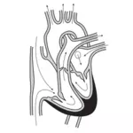 Grafika wektorowa serca i oczywiście przepływ krwi przez komory serca.