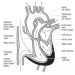 Vektorové ilustrace srdce a průběh průtoku krve přes srdeční komory.