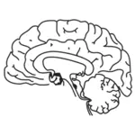 Immagine vettoriale cervello umano