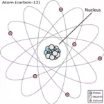 בתמונה וקטורית דיאגרמה של אטום פחמן 12