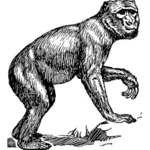 Barbary maymun