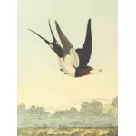 在自然风光矢量绘图的燕子鸟