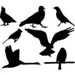 Paquete de gráficos de vector de siluetas de aves