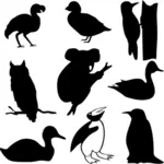 विभिन्न पक्षी प्रजातियों और एक कोअला के चित्र की रूपरेखा
