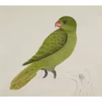 Pták s zelené peří na stromu větev vektorové kreslení