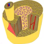 Ihmisen luuvektorigrafiikan mikroskooppinen anatomia