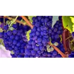Helder blauwe druiven