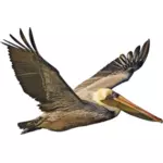 Brown Pelican In volo