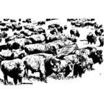 Buffalo kudde
