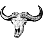 Crânio de búfalo