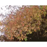 秋のベクトル図のブッシュ
