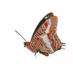Graphiques vectoriels de Charaxes brutus papillon
