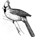 בתמונה וקטורית של קרדינל ציפור על ענף