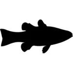 कार्डिनल मछली छवि