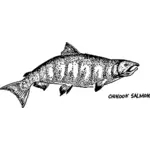 Esboço de salmão chinook