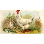 Vit Dorkings kyckling
