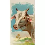 Zebu