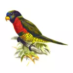 椰子澳洲鹦鹉