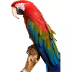 Variopinto del Macaw
