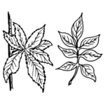 Multi liść roślina wektor grafika
