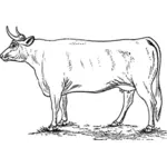 Illustrazione della mucca