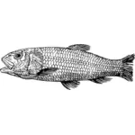 Imagem de peixes do Cretáceo