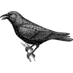 Crow schita