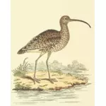 Großer Brachvogel in eine Savanne-Vektor-illustration