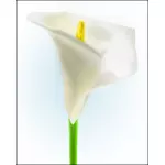 Лилли цветок векторное изображение