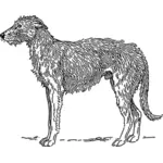 İskoç Deerhound vektör çizim