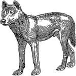 Dingo vektorový obrázek
