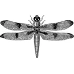 Dragonfly obrázek