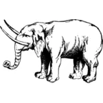 Image d'éléphant avec tusk