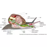 Imagem vetorial de diagrama do corpo do caracol