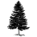 Вечнозеленое дерево векторной графики