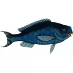 Biru parrotfish