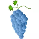 Blå druer