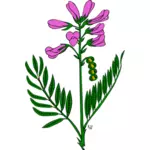 Vektor-Bild Süßklee Boreale Pflanze