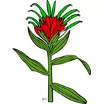 Vektor-Illustration Castilleja Miniata Pflanze